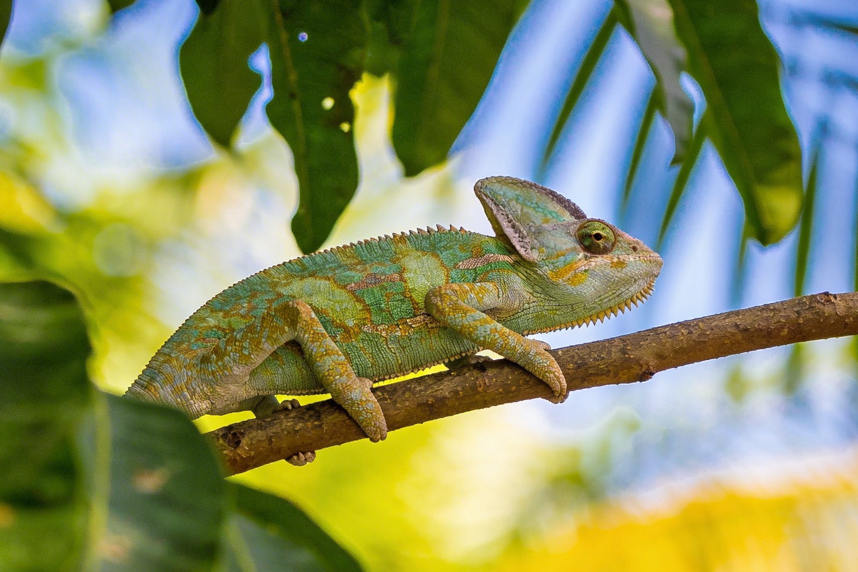 La capacité d'apprentissage et d'adaptation du MetaClaw pour maintenir à jour vos agents IA
